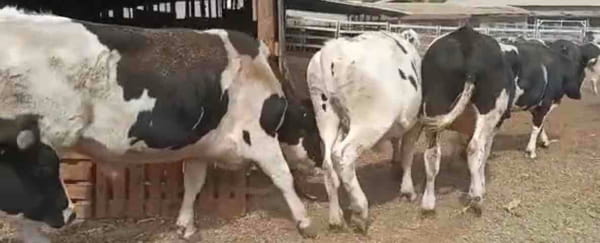 Lote 45 Novillo Gordo en Melipilla, Región Metropolitana