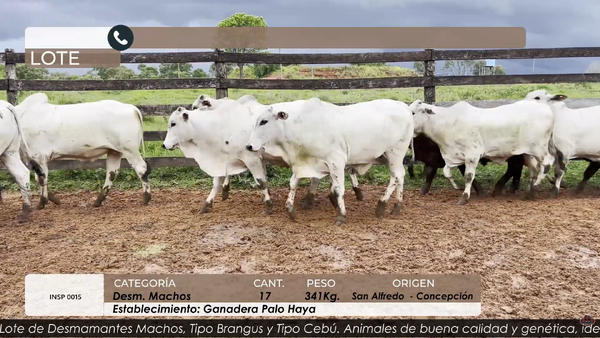 Lote Desm Machos Cbo 5