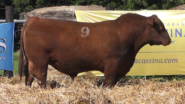 Lote TOROS ANGUS PURO CONTROLADO