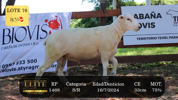 Lote LOTE 76