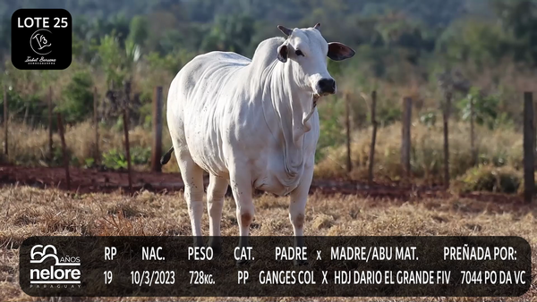 Lote LOTE 25
