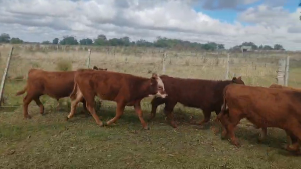 Lote TERNEROS