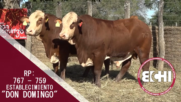 Lote TOROS BRAFORD CABAÑA DON DOMINGO