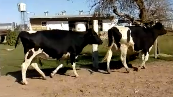 Lote 2 Vaquillonas en Rafaela, Santa Fe