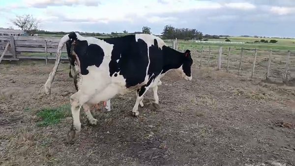 Lote Vaca 600kg - , San José