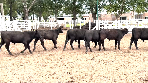 Lote 25 Terneros