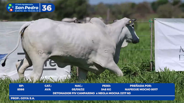 Lote LOTE 36- POR PANTALLA