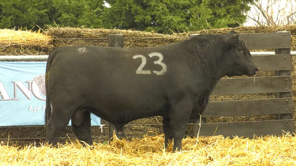23 - 40088N — TOROS ANGUS PURO CONTROLADO
