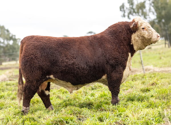 Lote Toros PP