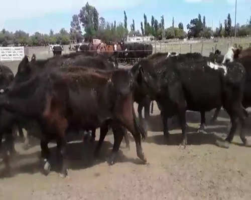 Lote 25 Vacas CUT con cría en Mayor Buratovich, Buenos Aires