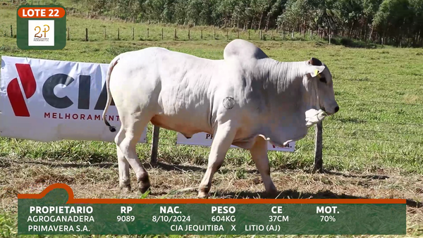 Lote 2P PRIMAVERA