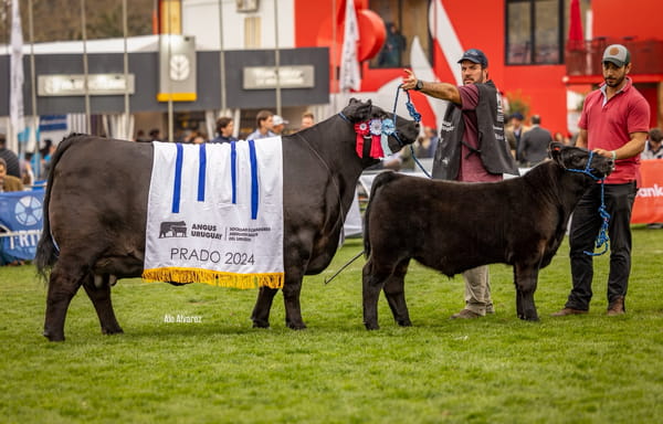 Lote 7 Embriones Congelados de Sofía x SAV Bismarck 5682