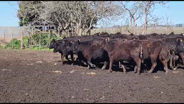 Lote 62 Terneras en Tandil, Buenos Aires