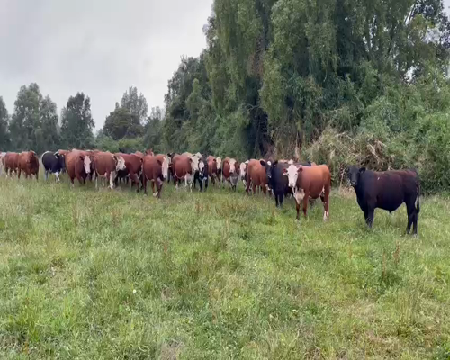 Lote 40 Novillo Gordo en X Región Los Lagos, Osorno
