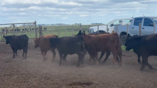 Lote 65 Terneros