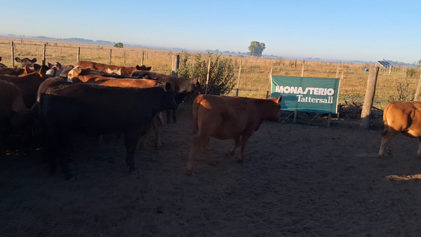 Lote 50 Terneros/as en Roque Pérez