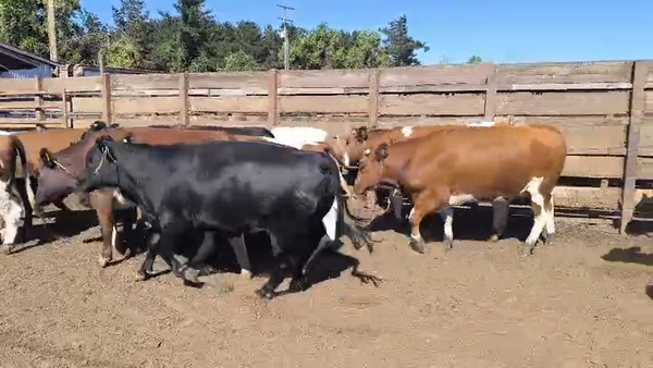 Lote 20 Vaquilla Gorda en Los Ángeles, VIII Región Biobío