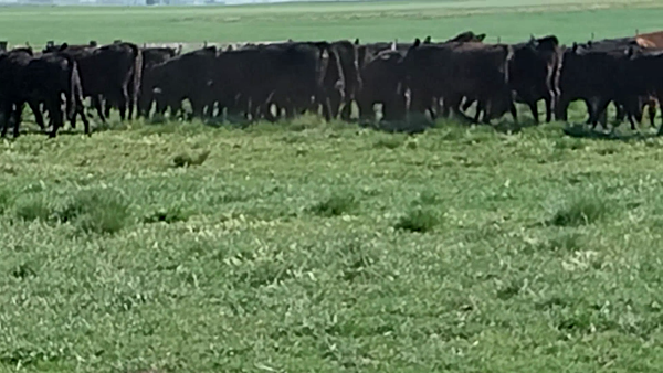 Lote 41 Terneras en Guaminí, Buenos Aires