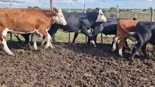 Lote 16 Vaquillonas , San José