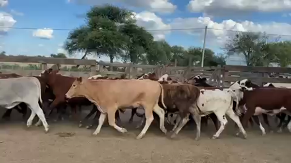 Lote 80 Vaquillonas P/ entorar en Las Lomitas, Formosa