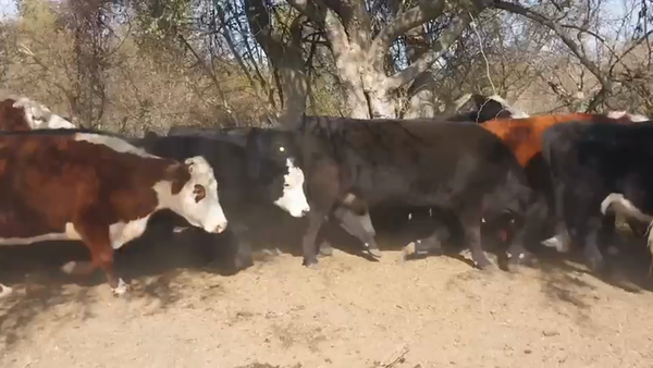 Lote 60 Vacas nuevas Preñadas en Entre Ríos, Villaguay