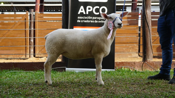 Lote Texel Expo Internacional 2022 - Lote 8
