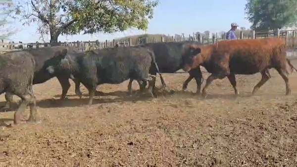 Lote 25 Vaquillonas C/ gtia de preñez