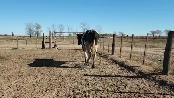 Lote Est. Don Osvaldo - Toro