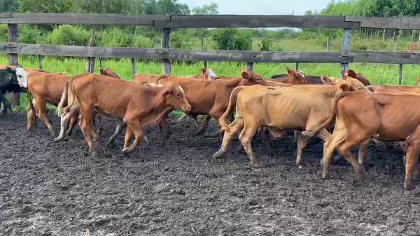 Lote 80 Terneros/as en Bella Vista, Corrientes