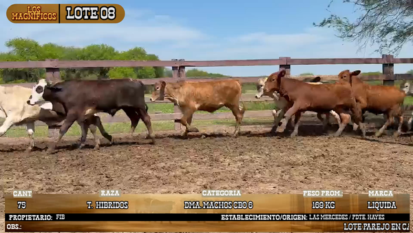 Lote LOTE 8