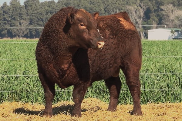Lote TORO ANGUS PC