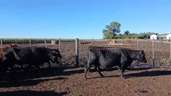Lote 42 Vacas CUT preñadas