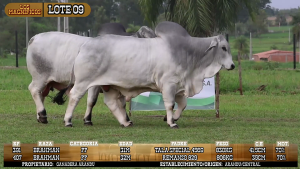 Lote LOTE 9