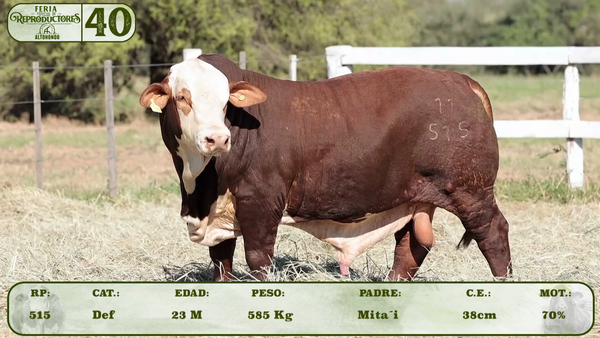 Lote LOTE 40