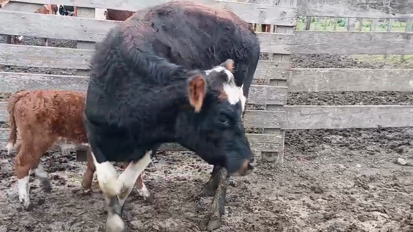 Lote Vaquillonas  400kg - , San José