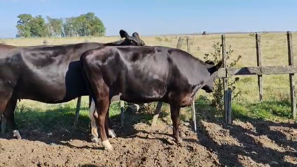 Lote 2 Vaquillonas  500kg - , San José