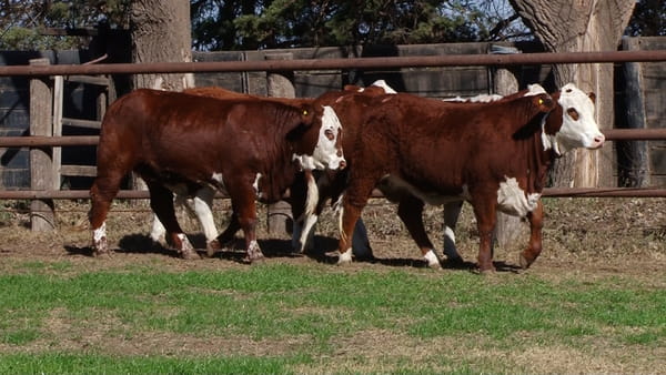 Lote VAQUILLONAS C/ SERVICIO BRAFORD CABAÑA LOS ALGARROBOS