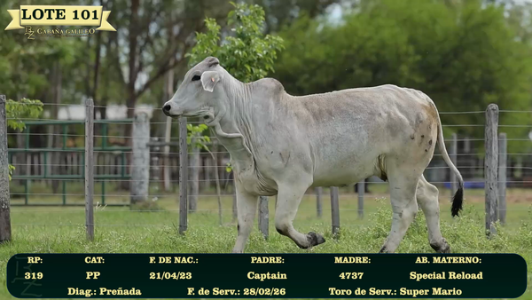Lote LOTE 101
