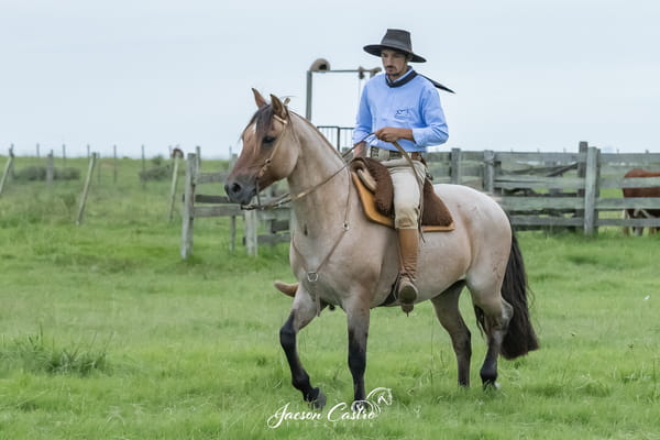 Lote Porfiada De Los Recuerdos