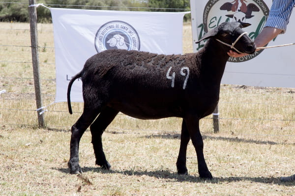 Lote OVINO STA. INES HEMBRA PPC