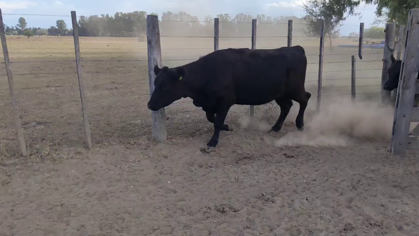 Lote 19 Vaquillonas C/ gtia de preñez en Brandsen, Buenos Aires