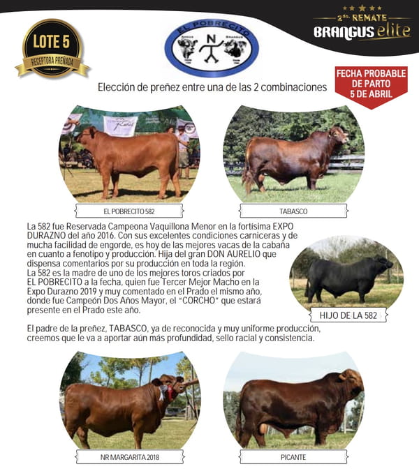 Lote Elección de preñez