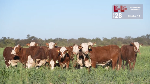 Lote VAQUILLONAS PREÑADAS BRAFORD