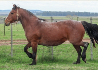 Lote SALTEÑA DE LA LEGUA