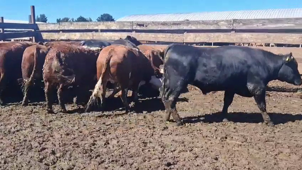 Lote 20 Novillo Gordo en Los Ángeles, VIII Región Biobío