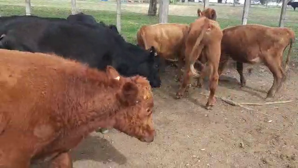 Lote 20 Terneras Angus