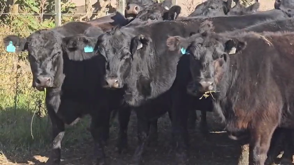 Lote 15 Vacas nuevas C/ gtia de preñez