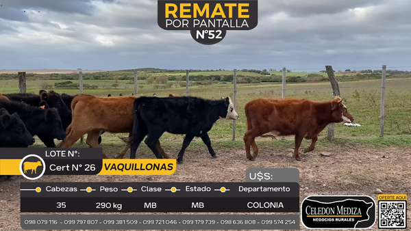 Lote 35 Vaquillonas  en Carmelo, Colonia