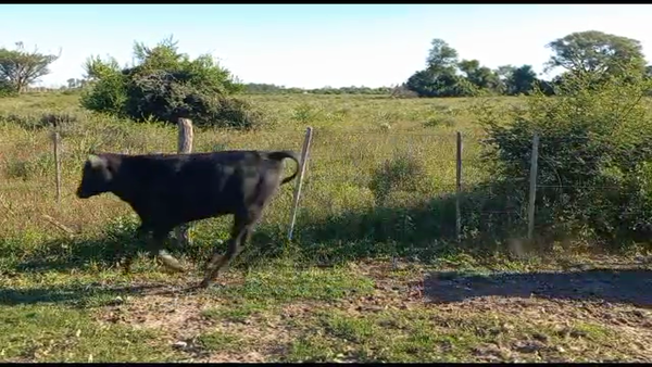 Lote 120 Terneros/as en Riachuelo, Corrientes