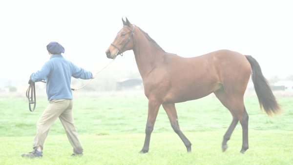 Lote MAXIMUS MAR (MARIGNAC -   MUSICAL BOX)